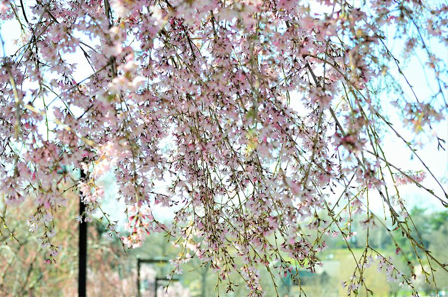Gazing Through The Cherry Blossoms Photograph