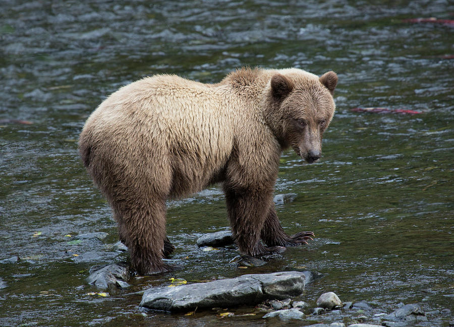 GB16 Brown Bear Fishing For Salmon Photograph by Judy Syring - Fine Art ...