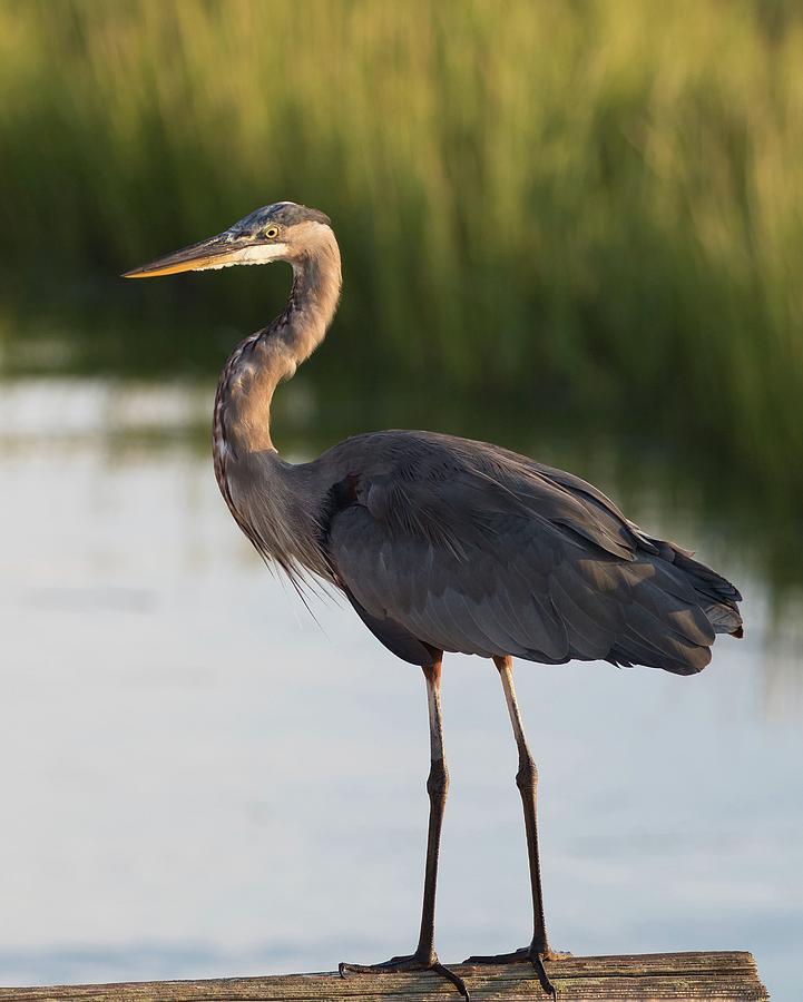 Gbh Photograph By Aaron Sanderson - Fine Art America