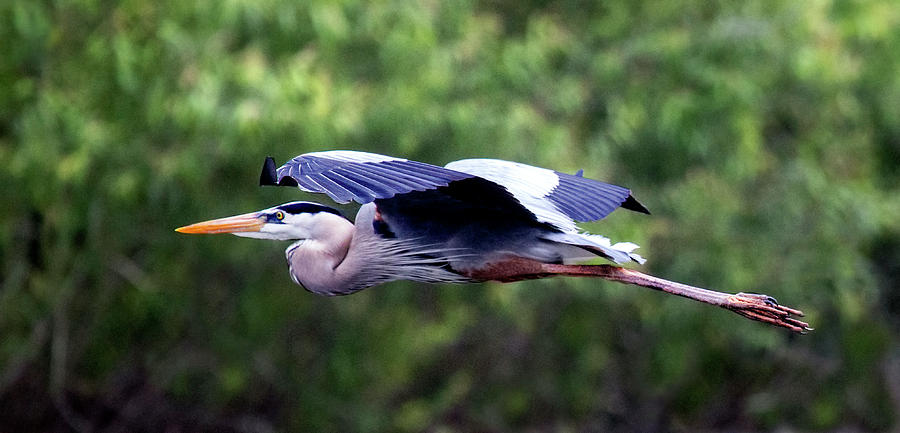 HGB4 Great Blue Heron In Flight Photograph by Judy Syring - Fine Art ...