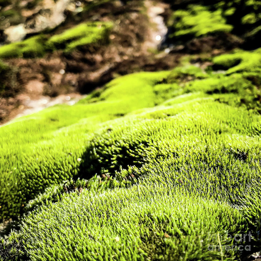 Tiny Forest 1 Photograph