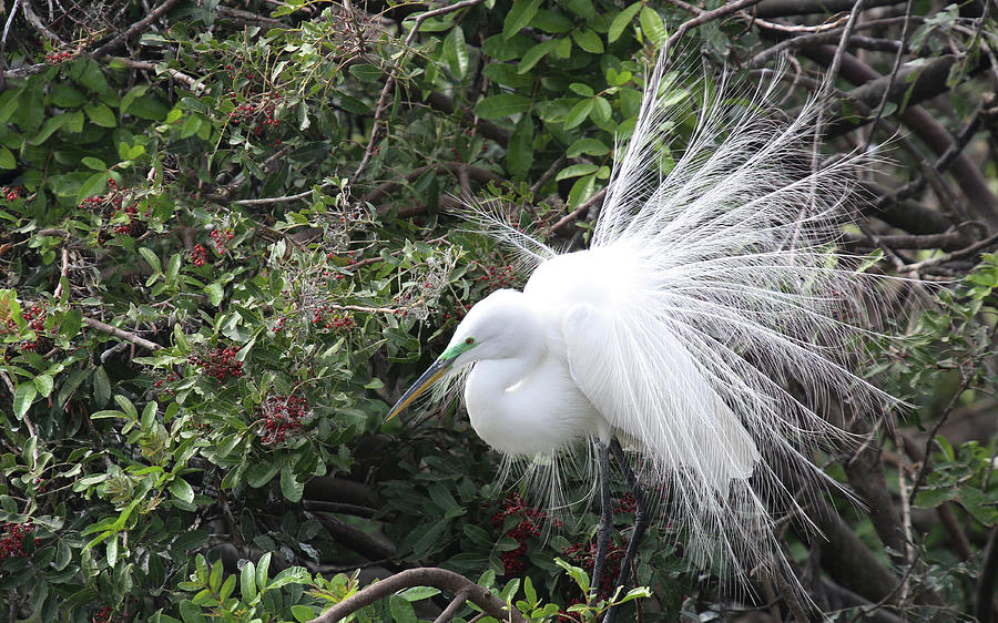 GE1 Great Egret With Nuptial Plumes Photograph by Judy Syring - Fine ...