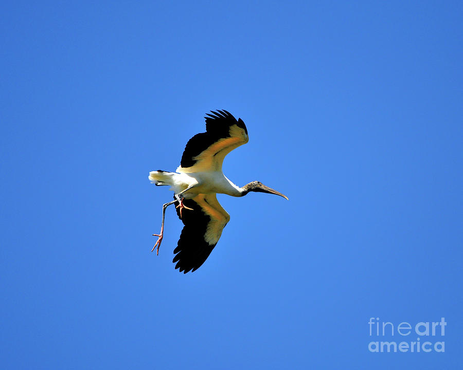 Stork Photograph - Gear Down by Al Powell Photography USA