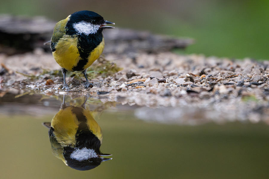 Nature Photograph - Geat Tit On A Water Trough by Bjoern Alicke