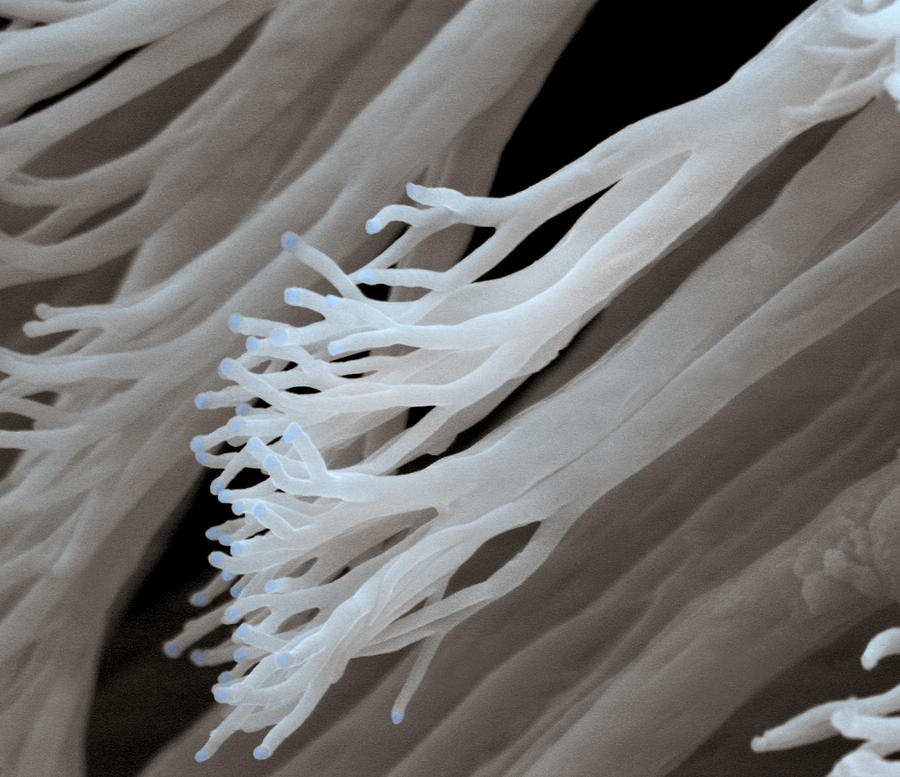 Gecko Foot Sem Photograph by Oliver Meckes EYE OF SCIENCE