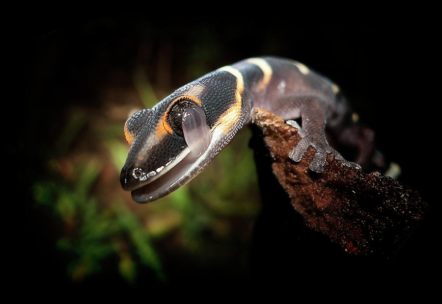 Gecko Photograph by Kristian Bell