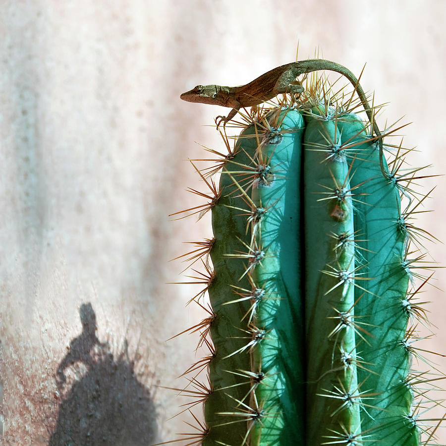 Gecko Lizard Photograph by Ute Hagen Photography