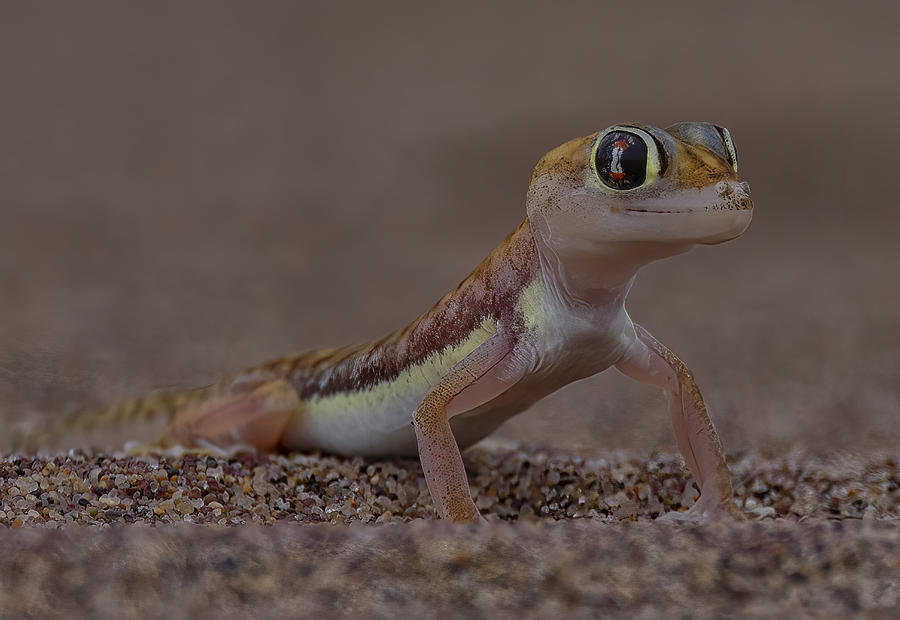 Wildlife Photograph - Gecko by Michael Zheng