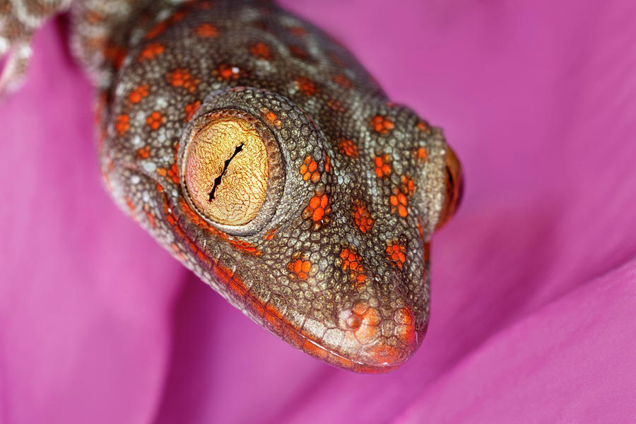 Adam Jones Photograph - Geckos Close-up by Adam Jones