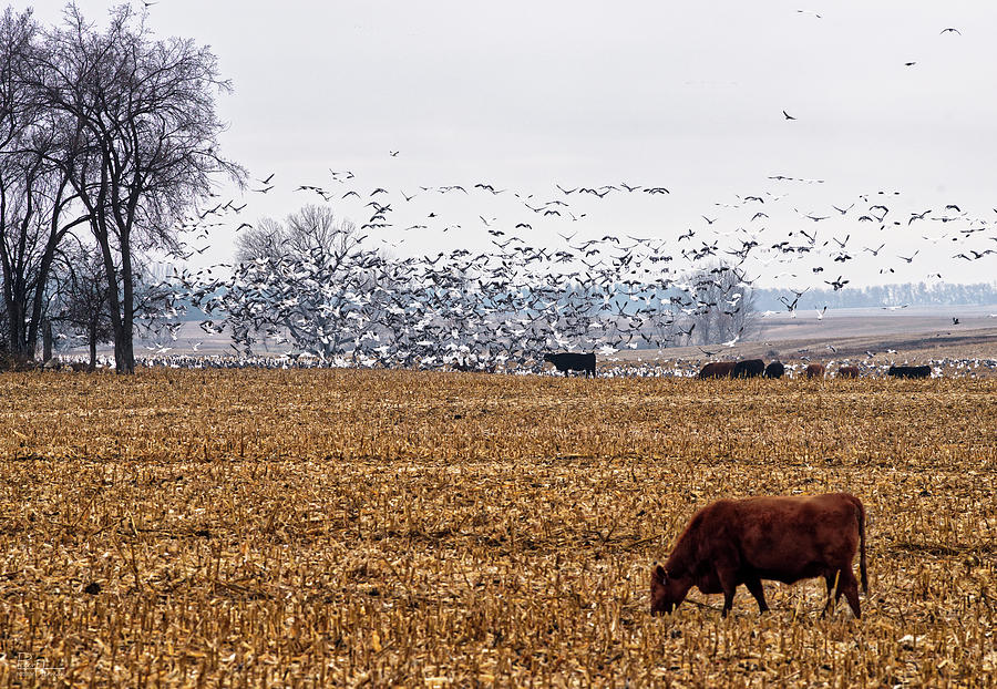 Geese and Cattle Grazing in a ND Corn Field Photograph by Peter Herman