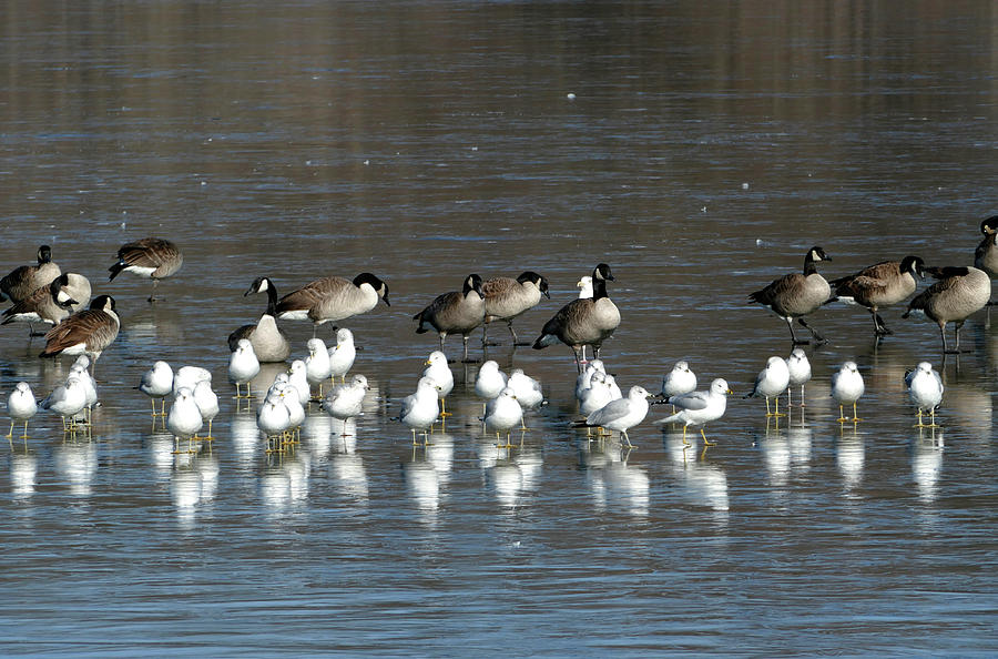 Geese and Gulls Sharing the Ice Photograph by Sandra Js