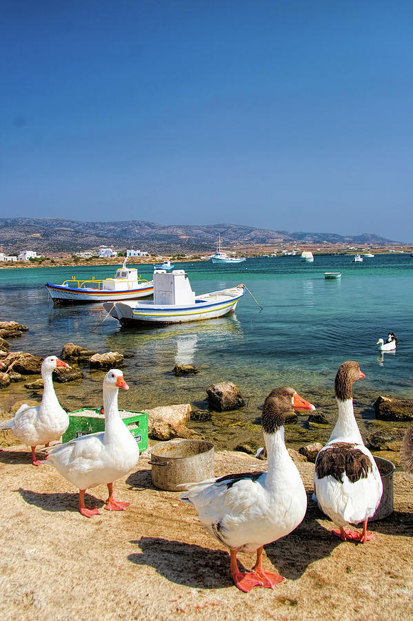 Geese at Beach in AntiParos Photograph by David Smith