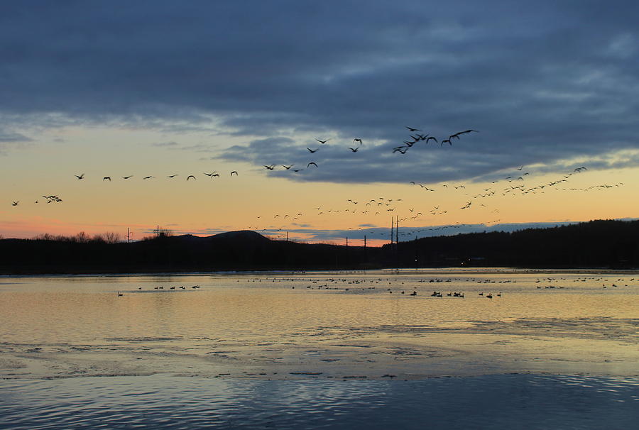 Geese At Dusk On The Connecticut River Photograph