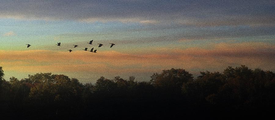 Geese at sunset Mixed Media by Tony Kroll