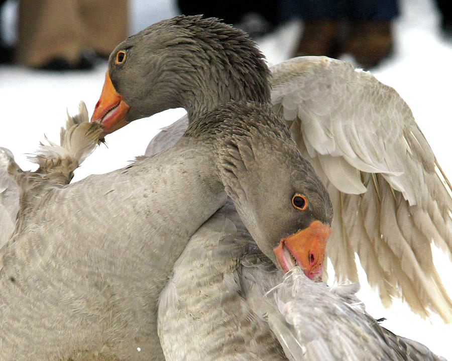 Geese Bite Each Other As They Fight Photograph by Alexander Natruskin ...