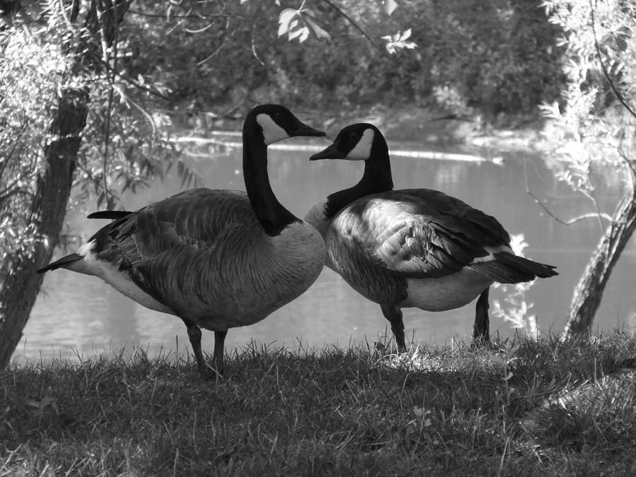 Geese by Pond by Ty Unglebower Geese by Pond by Ty Unglebower