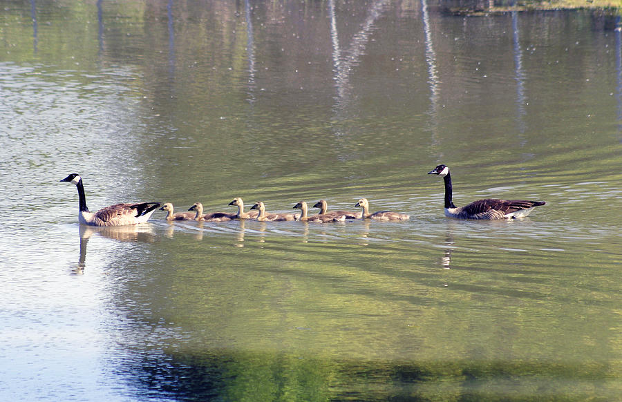 Geese Family Photograph by Anthony Jones