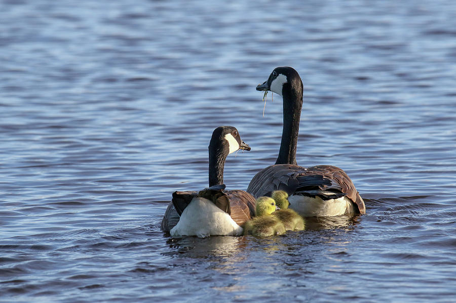 Geese Family Photograph by Brook Burling
