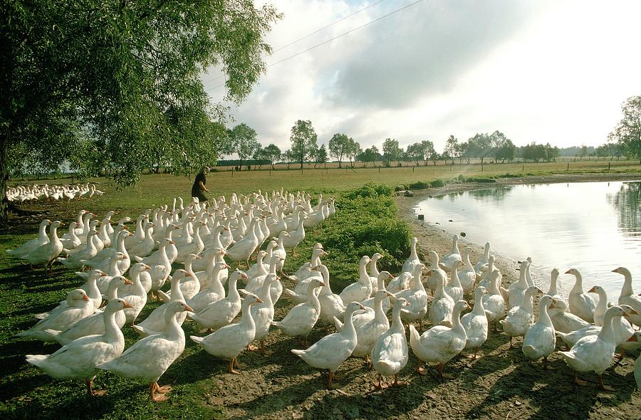 Geese Farming In Poland In 1979 - Photograph by Gerard Sioen
