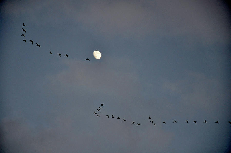 Geese Flock and Moon Photograph by Chance Kafka