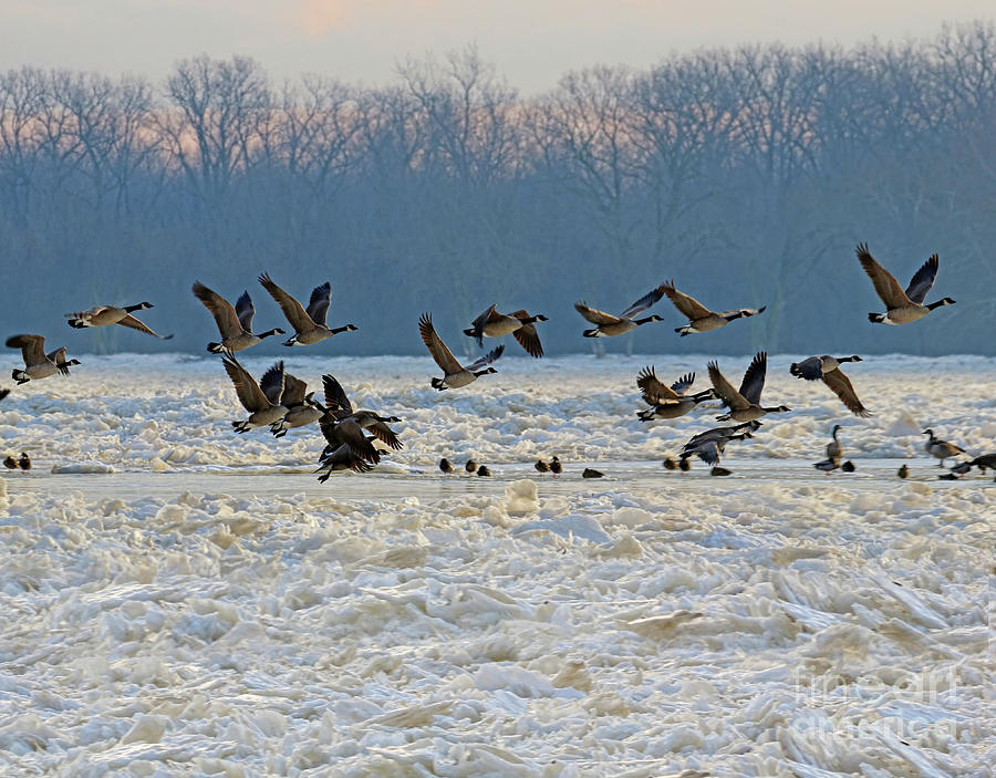 Geese Flying Over Icey Maumee River 7070 Photograph by Jack Schultz
