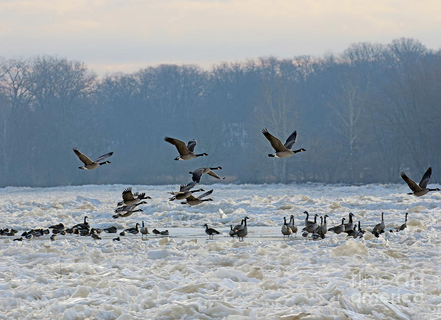 Geese Flying Over Icy Maumee River 7075 Photograph by Jack Schultz