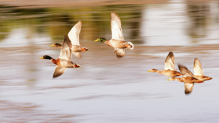 Geese Flying Over Pond Art Photograph