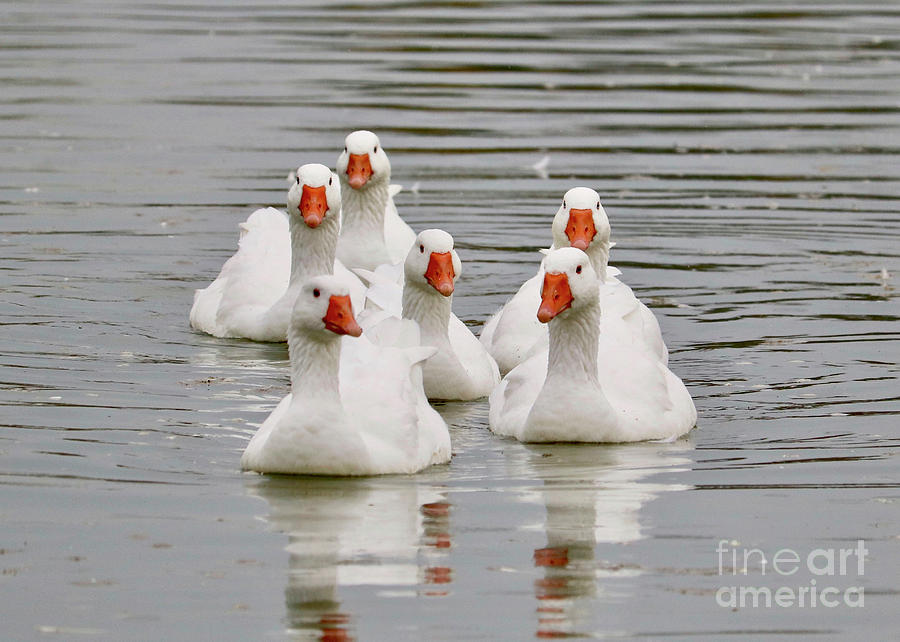 Geese Greeting Photograph by Carol Groenen