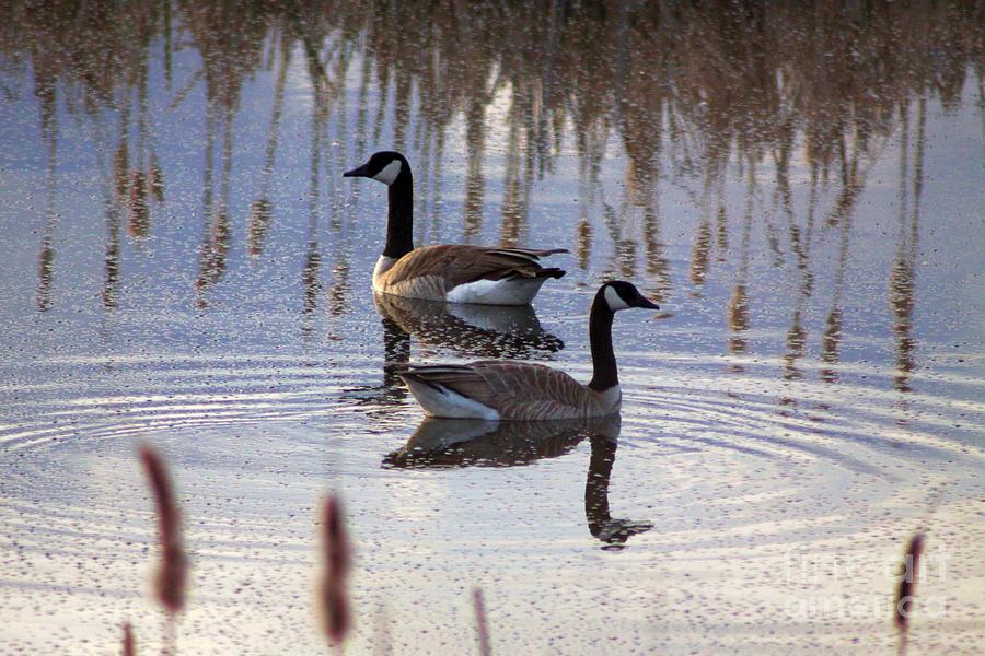 Geese Photograph - Geese In A Oregon Pond by Mrsroadrunner Photography