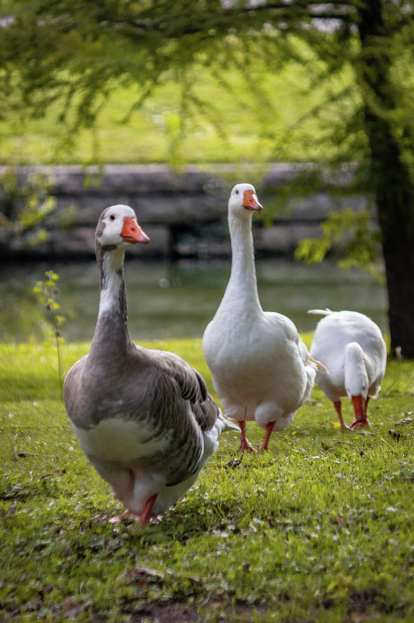 Geese In A Row Photograph
