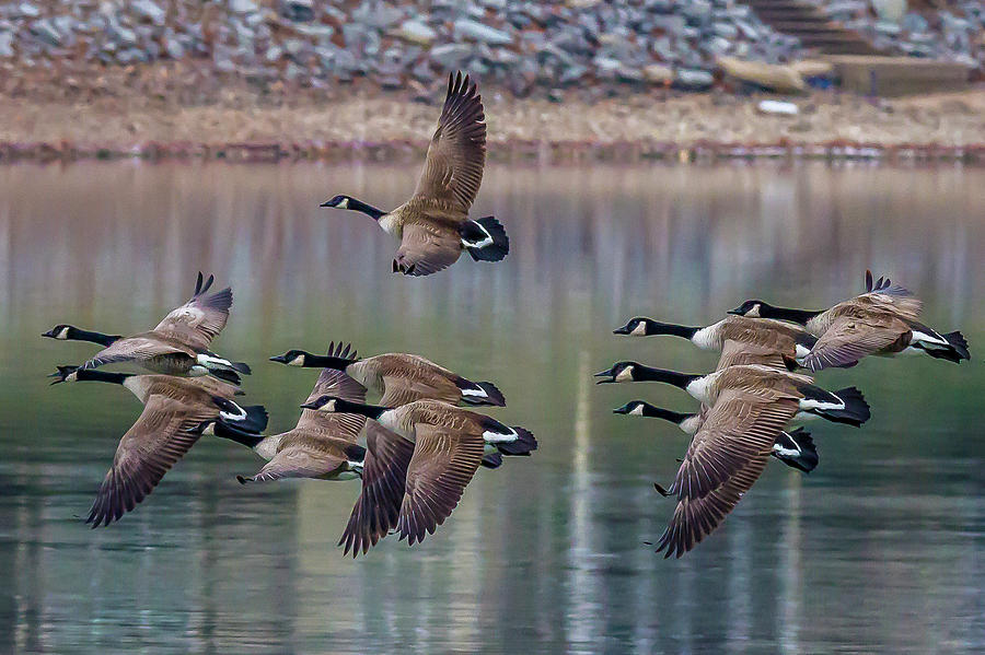 Geese in Flight Photograph by David Wagenblatt