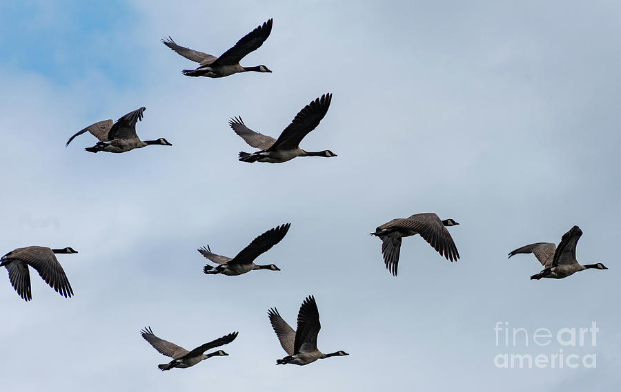 Geese in Flight Photograph by Matthew Nelson