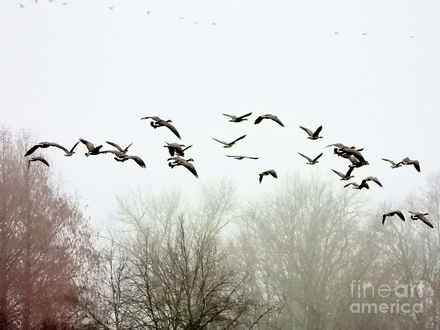Geese in FLight Photograph by Scott Cameron
