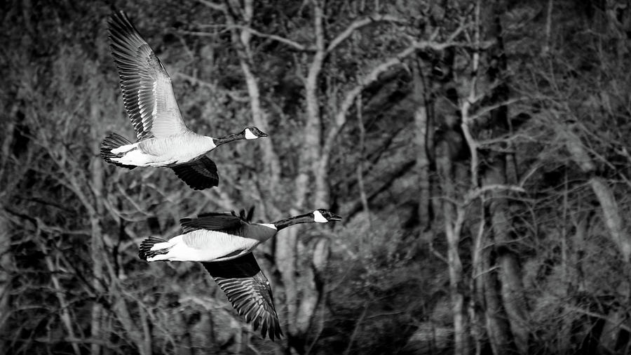 Geese In Flight_Black And White Photograph By Brad Simonsen