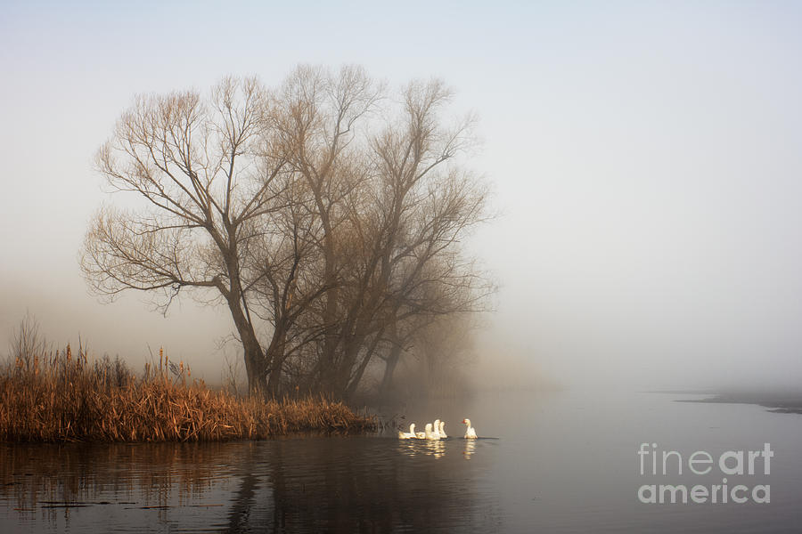Flock Photograph - Geese In Fog. Flock Of Birds Swims Near by Arvitalyaa Flock Photograph - Geese In Fog. Flock Of Birds Swims Near by Arvitalyaa