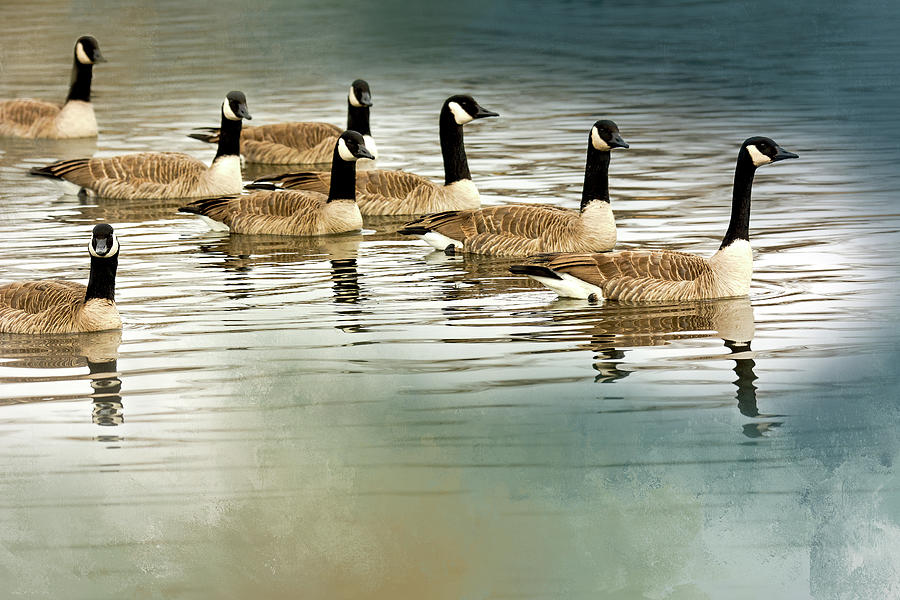 Bird Photograph - Geese In Formation  by John Bartelt