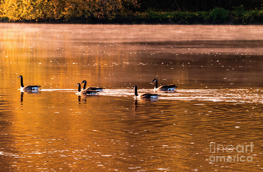 Geese in Formation on Water Photograph by Sandra Js