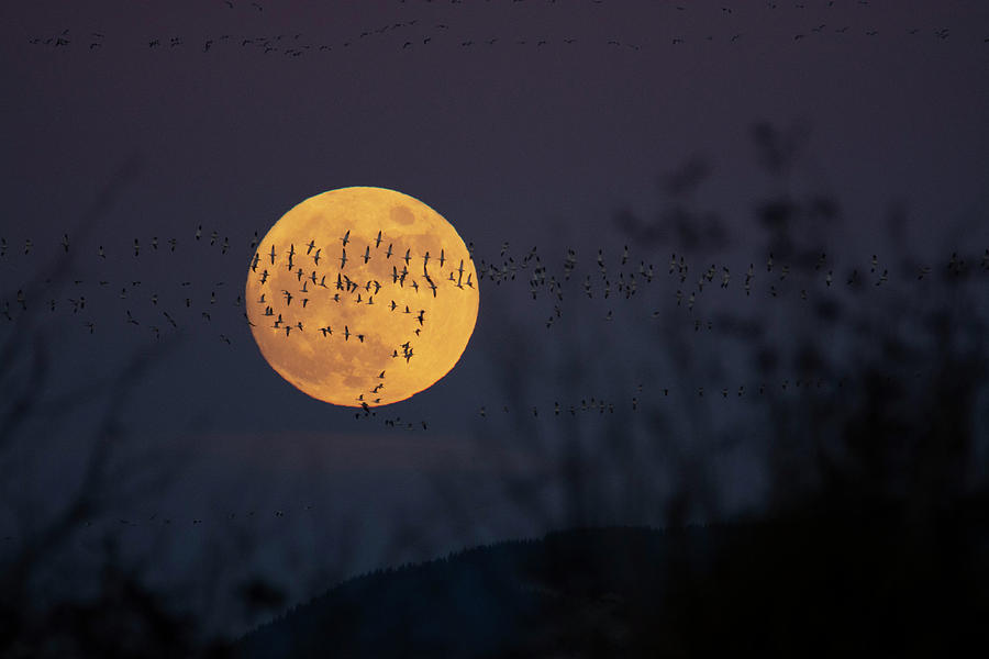 Geese in front of Moonrise Photograph by Patrick Nowotny