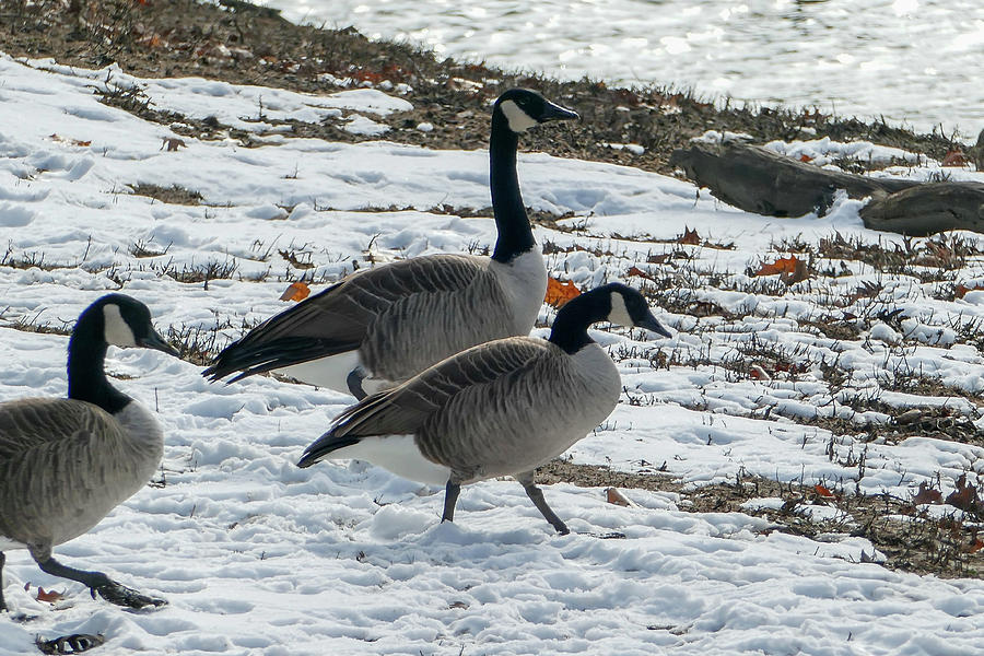 Geese in Snow Photograph by Sandra Js
