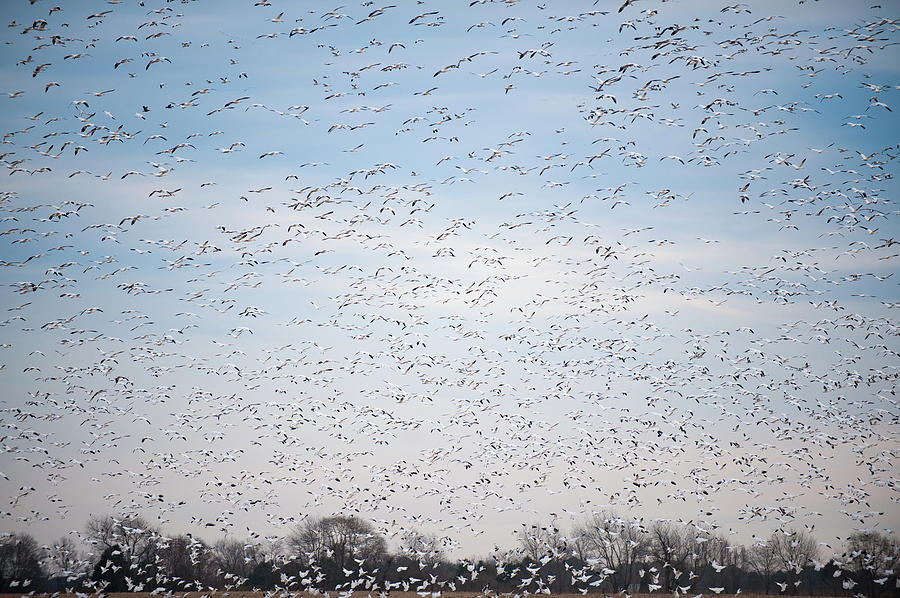 Geese in the Flyway Photograph by Mark Duehmig