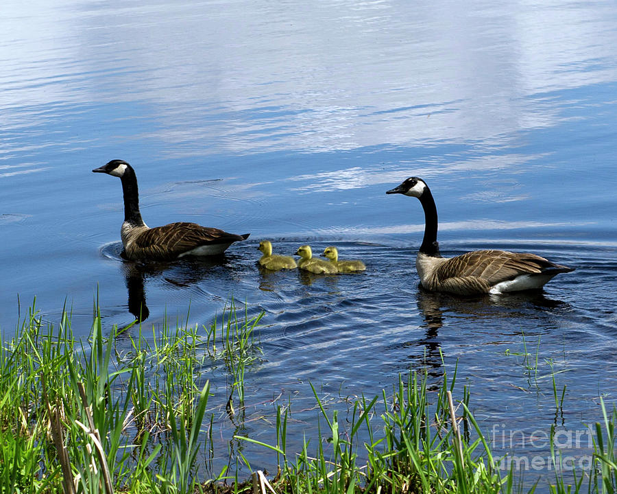 Geese Photograph by Jeff Ross