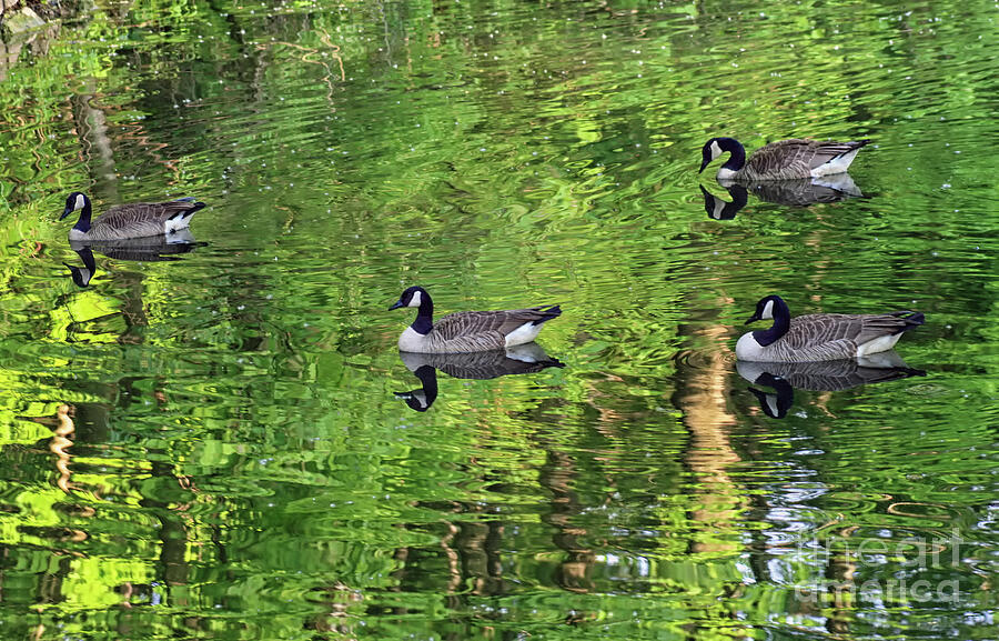 Geese on Green Pond Photograph by Karen Adams