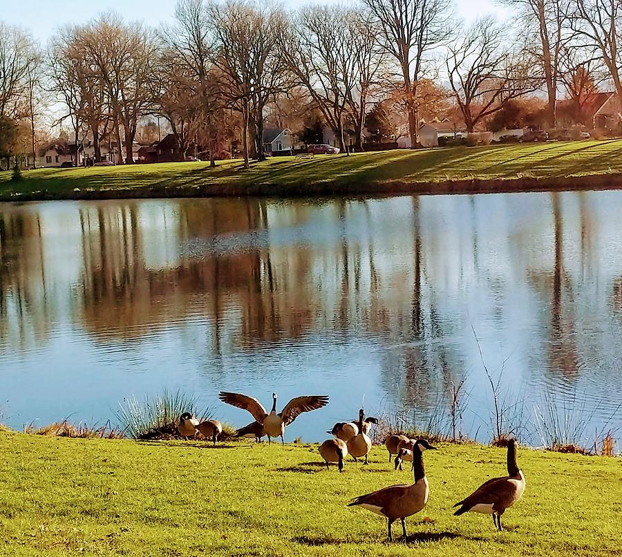 Geese on Lake Photograph by Peggy McCormick