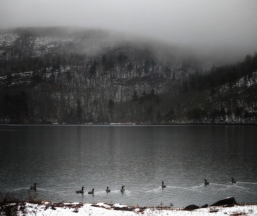 Geese on Mirror Lake Photograph by John Meader
