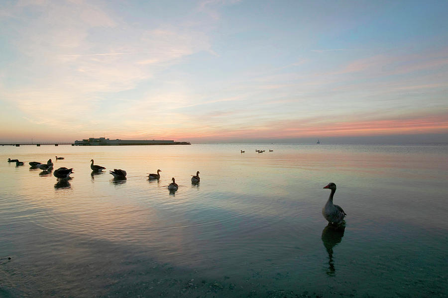 Geese On Ribersborg Beach At Sunset, Malmo, Sweden Photograph by Jalag / Paul Spierenburg