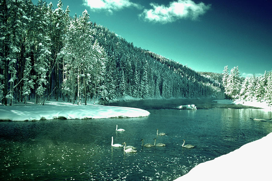 Geese On River In Winter, Yellowstone Photograph by Medioimages/photodisc