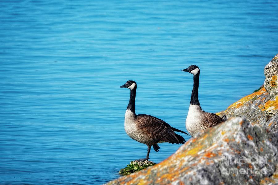 Geese Photograph - Geese on The Edge by Mary Machare