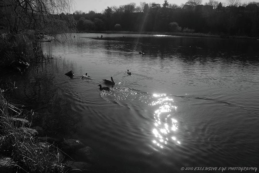 Geese Paradise Photograph by Ee Photography