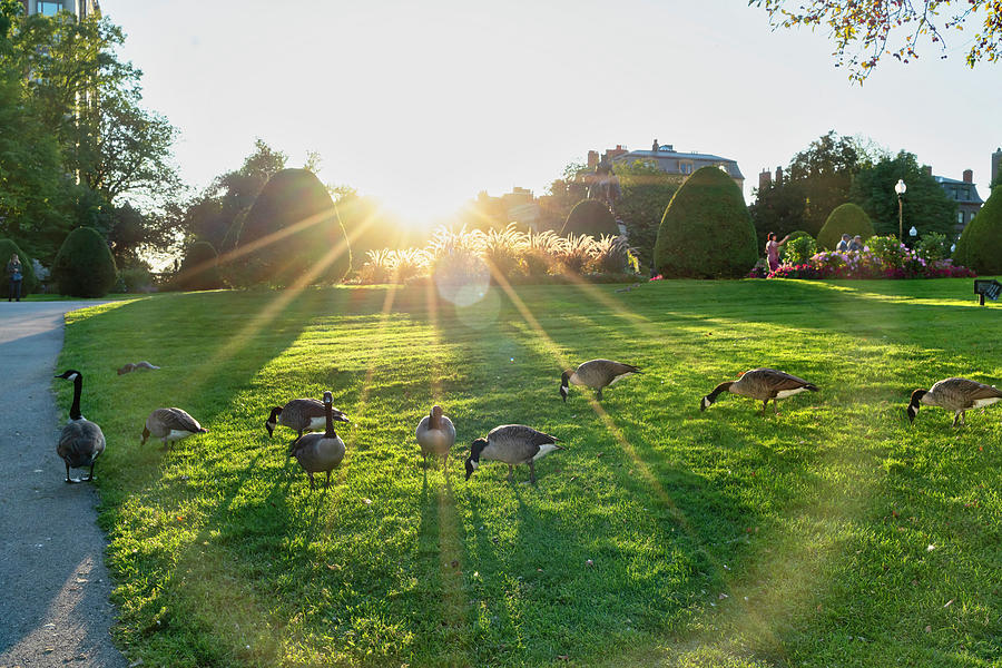 Geese, Public Garden, Boston, Ma Digital Art by Laura Zeid