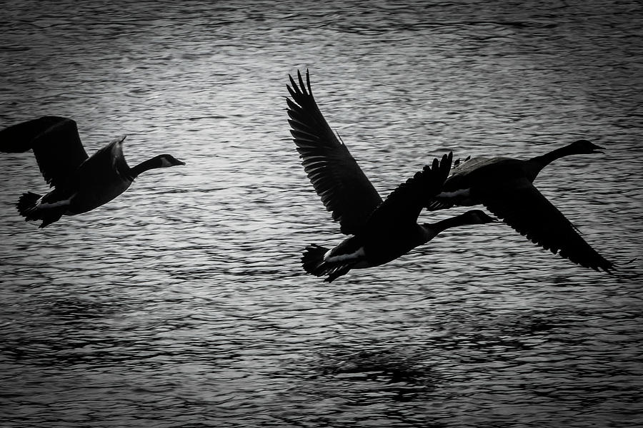 Geese Silhouette in Flight Photograph by Sandra Js
